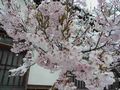 日新館の桜