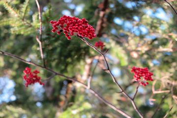 木の実