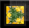 チューリップ４角