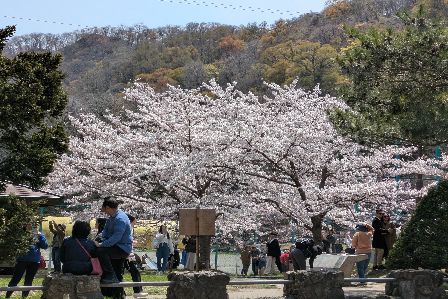 円山公園