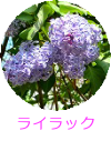 ライラック紫