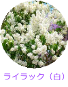 ライラック白