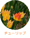 チューリップ